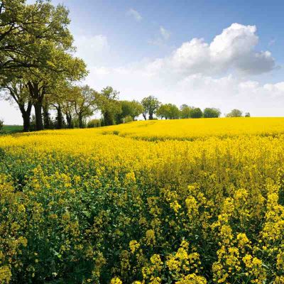 gelb blühendes Rapsfeld, links Baumallee, blauer Himmel mit einzelnen Wolken