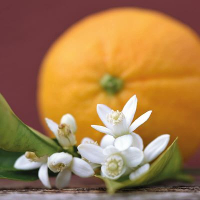 Wellness und Spa Hohe Wacht, im Vordergrund Blüte mit Blättern, im Hintergrund Orange