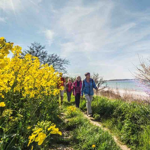 Wander in der Hohwachter Bucht, einzelne Personen wandern entlang der Steilküste, rechts im Bild Ostsee, links im Bild blühender Raps, blauer Himmel