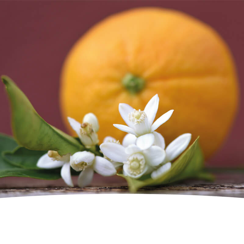 Orange und ein Strauch mit Blüten